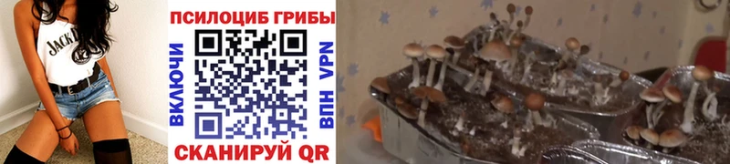 купить наркотики сайты Цивильск МЕГА как войти Псилоцибиновые грибы мухоморы
